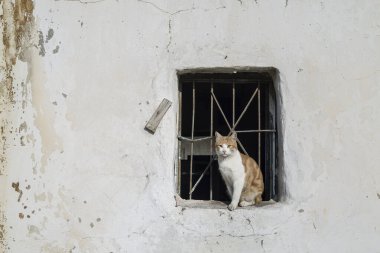 Şirin sokak kedisi (Türkiye İzmir)