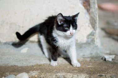 Şirin sokak kedisi (Türkiye İzmir)