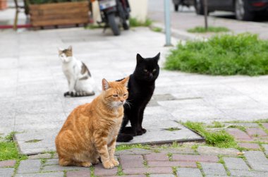 Şirin sokak kedisi (Türkiye İzmir)