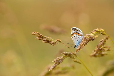 Kelebek doğadaki renkli çiçek üzerinde.
