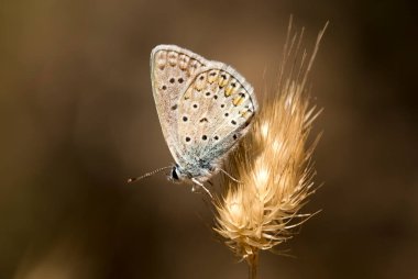 Kelebek doğadaki renkli çiçek üzerinde.