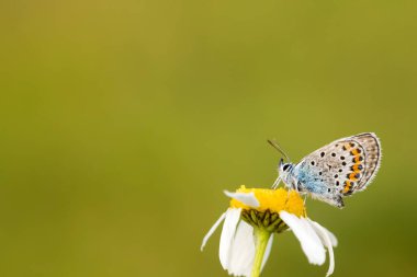 Kelebek doğadaki renkli çiçek üzerinde.