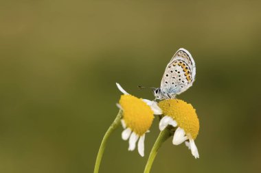 Kelebek doğadaki renkli çiçek üzerinde.