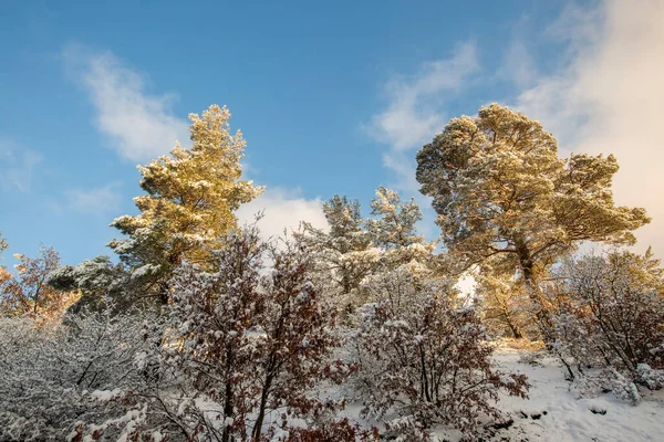 Turquía Izmir Lago Negro Karagol Paisaje Invierno Izmir Yamanlar —  Fotos de Stock