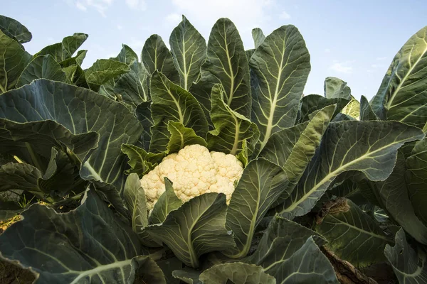 Green Fresh Cauliflower Field Organic Agriculture Turkey Izmir — Stock Photo, Image