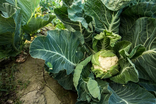 Yeşil karnabahar tarlası, organik tarım (Türkiye İzmir)