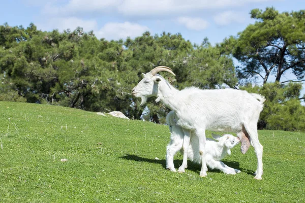 Mother goat and baby goat in nature, goat feeding baby with milk in the meadow