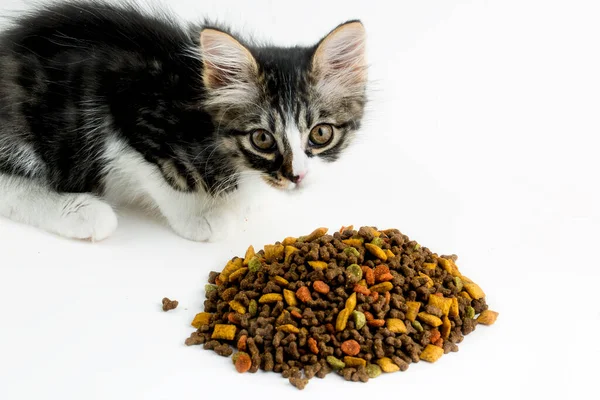 Zwierzęta Domowe Koty Sucha Żywność — Zdjęcie stockowe