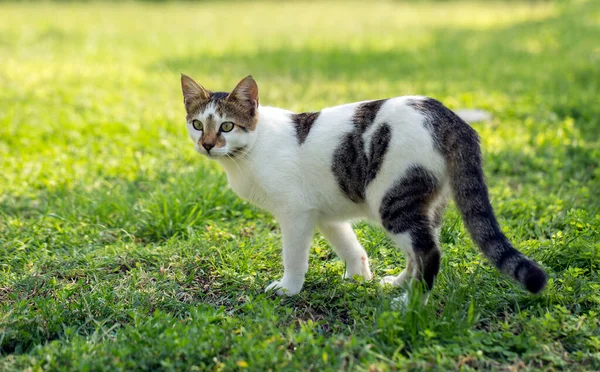 Den Söta Herrelösa Katten Turkiet Izmir — Stockfoto