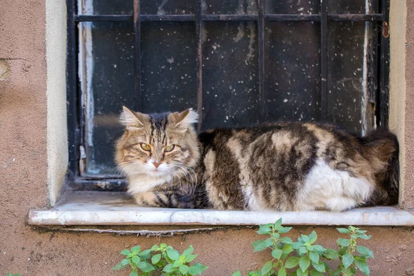 Симпатичная Соломенная Кошка Турция — стоковое фото