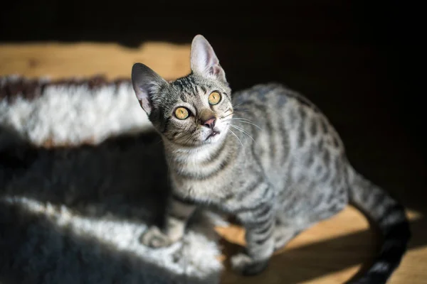 Gato Vadio Bonito Turquia Izmir — Fotografia de Stock