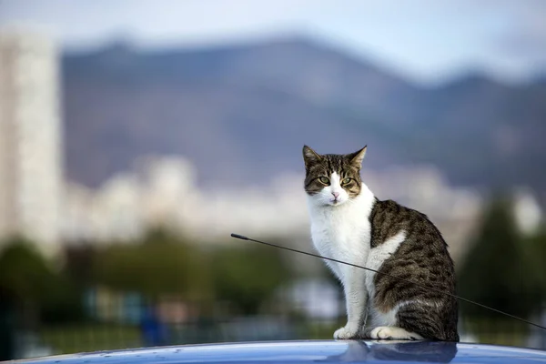 Lindo Gato Callejero Turquía Izmir — Foto de Stock