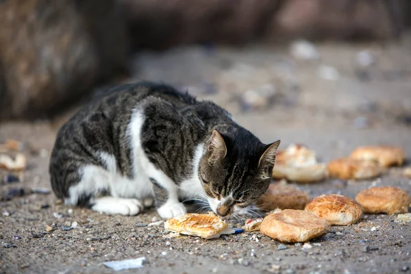 Lindo Gato Callejero Turquía Izmir — Foto de Stock