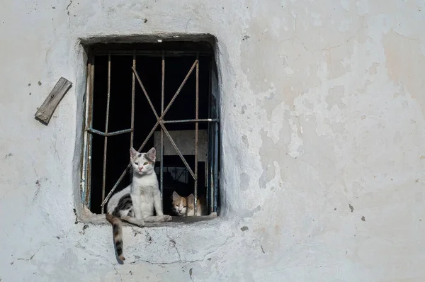 Lindo Gato Callejero Turquía Izmir — Foto de Stock