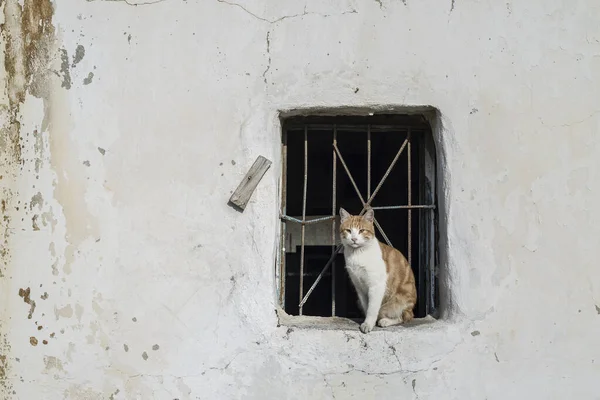 Lindo Gato Callejero Turquía Izmir — Foto de Stock