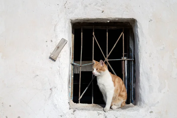 Χαριτωμένη Αδέσποτη Γάτα Τουρκία Σμύρνη — Φωτογραφία Αρχείου