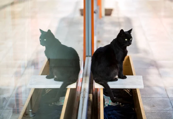 Lindo Gato Callejero Turquía Izmir — Foto de Stock