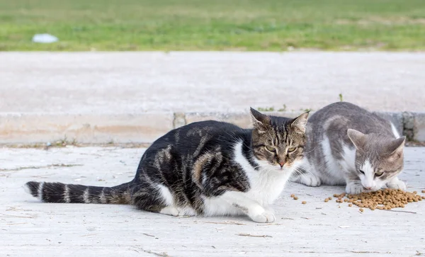 Den Söta Herrelösa Katten Turkiet Izmir — Stockfoto