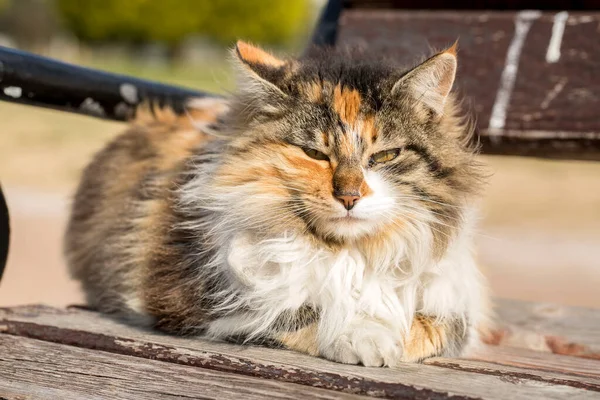 Lindo Gato Callejero Turquía Izmir — Foto de Stock