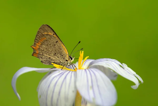 自然の中でカラフルな花に蝶 — ストック写真