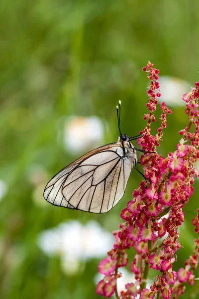 蝴蝶在自然界五彩斑斓的花朵上飞翔 — 图库照片