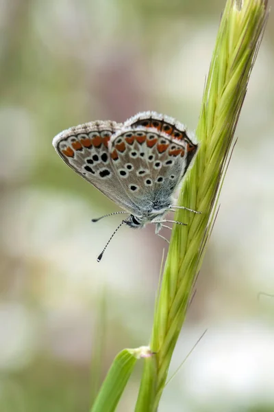 Farfalla Sul Fiore Colorato Natura — Foto Stock