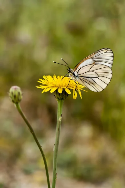 Motyl Kolorowy Kwiat Przyrodzie — Zdjęcie stockowe