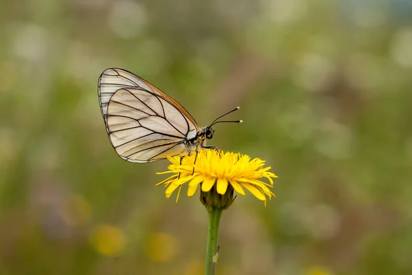 Papillon Sur Fleur Colorée Dans Nature — Photo