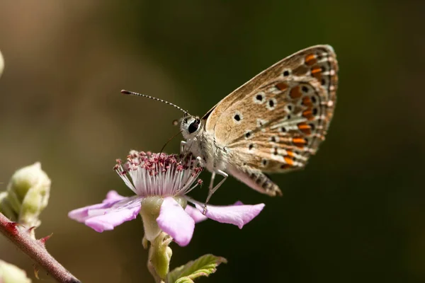 Borboleta Flor Colorida Natureza — Fotografia de Stock