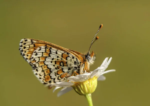 Vlinder Kleurrijke Bloem Natuur — Stockfoto