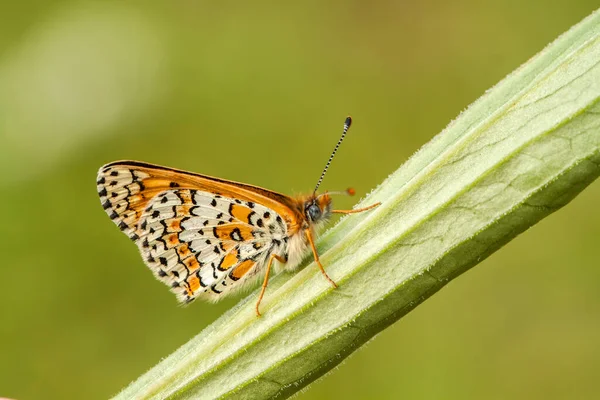 Farfalla Sul Fiore Colorato Natura — Foto Stock