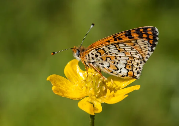 Метелик Барвистій Квітці Природі — стокове фото