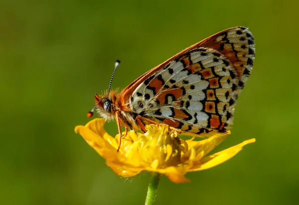 Schmetterling Auf Der Bunten Blume Der Natur — Stockfoto