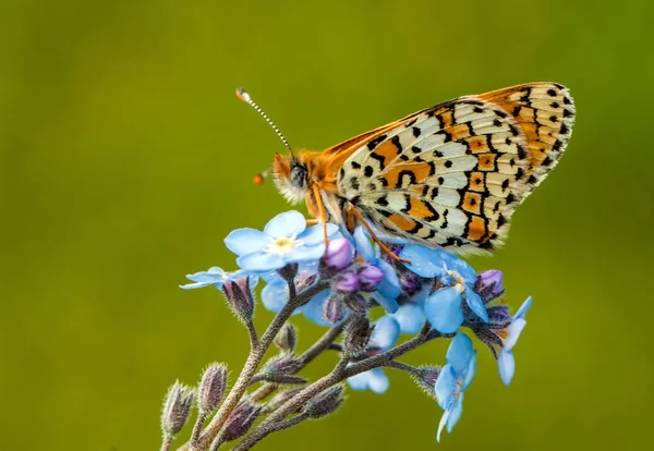 Mariposa Colorida Flor Naturaleza — Foto de Stock