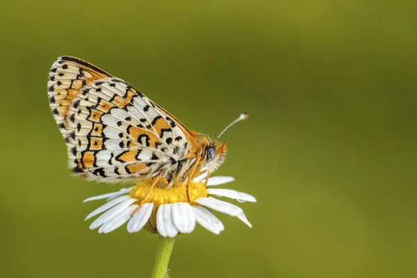 Motyl Kolorowy Kwiat Przyrodzie — Zdjęcie stockowe