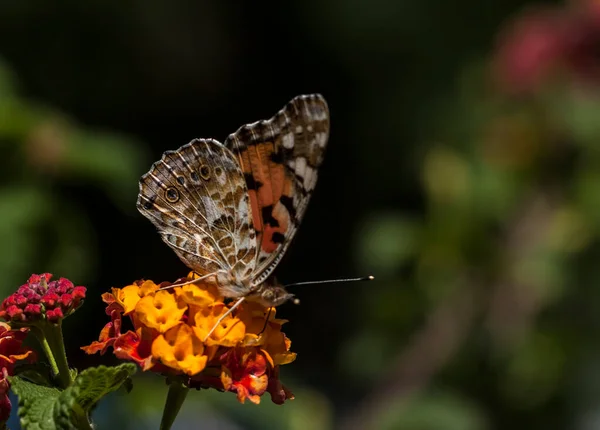 Papillon Sur Fleur Colorée Dans Nature — Photo
