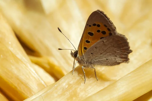 Farfalla Sul Fiore Colorato Natura — Foto Stock