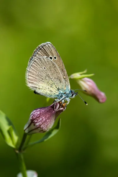 Motyl Kolorowy Kwiat Przyrodzie — Zdjęcie stockowe