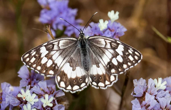 Mariposa Colorida Flor Naturaleza — Foto de Stock