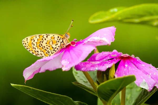 Papillon Sur Fleur Colorée Dans Nature — Photo