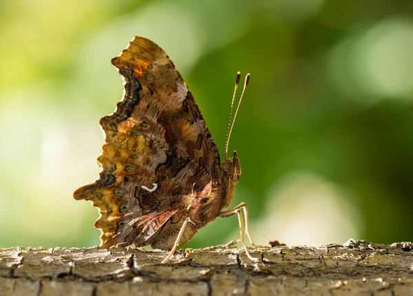 Метелик Барвистій Квітці Природі — стокове фото