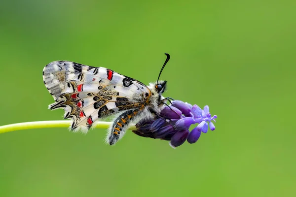 Papillon Sur Fleur Colorée Dans Nature — Photo