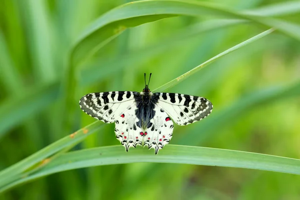 Farfalla Sul Fiore Colorato Natura — Foto Stock