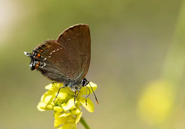 Motýl Barevném Květu Přírodě — Stock fotografie
