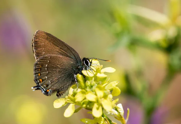 Motýl Barevném Květu Přírodě — Stock fotografie