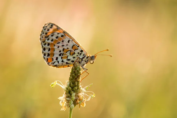 Farfalla Sul Fiore Colorato Natura — Foto Stock