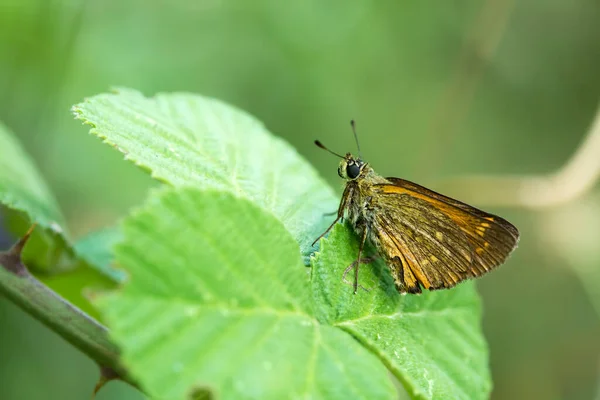 Borboleta Flor Colorida Natureza — Fotografia de Stock