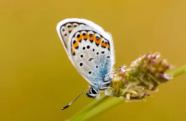 Papillon Sur Fleur Colorée Dans Nature — Photo