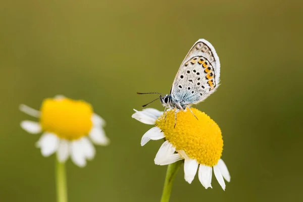 Papillon Sur Fleur Colorée Dans Nature — Photo