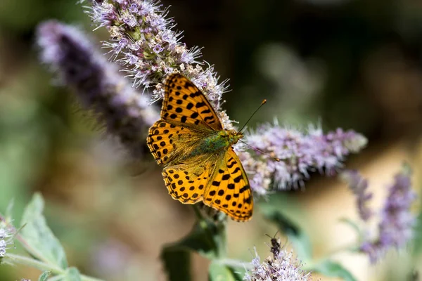 Schmetterling Auf Der Bunten Blume Der Natur — Stockfoto